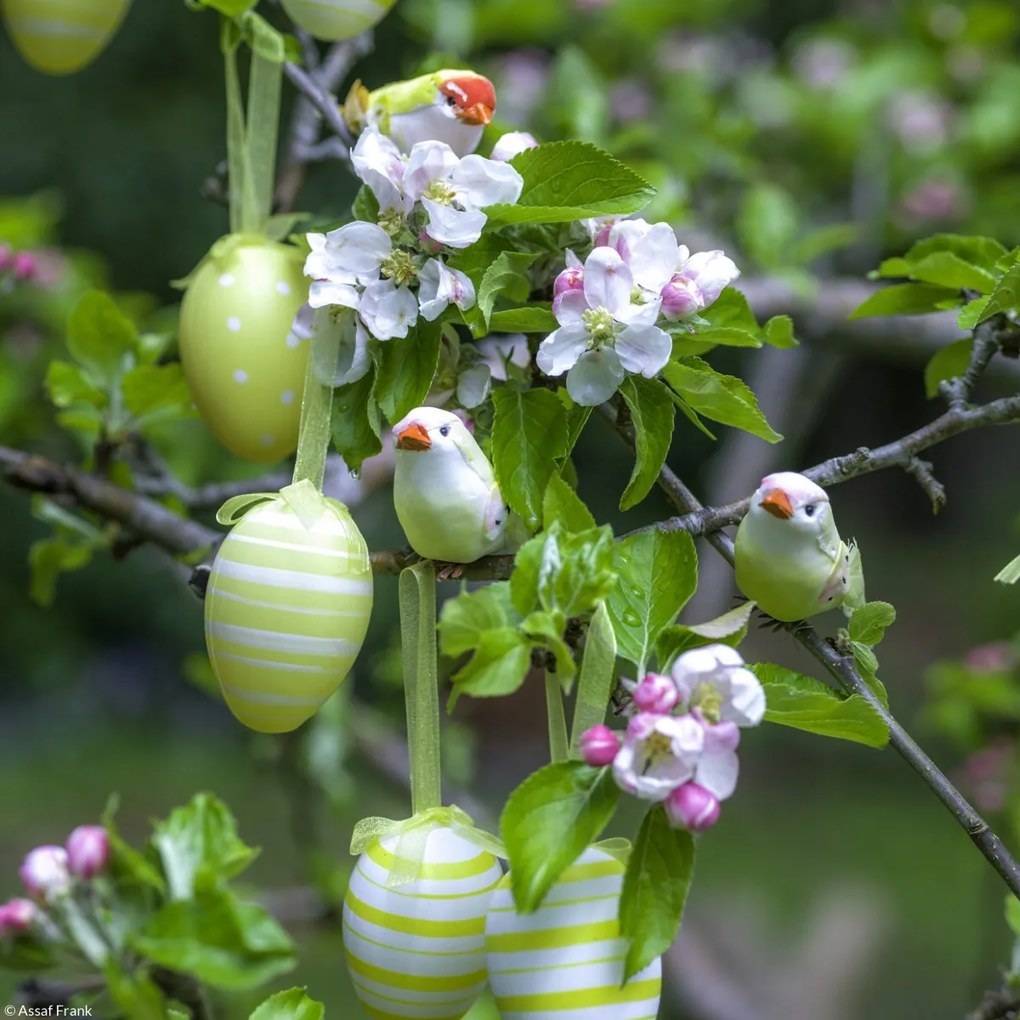 Poszter 20x20cm Húsvéti tojások lógnak az ágakon, Assaf Frank