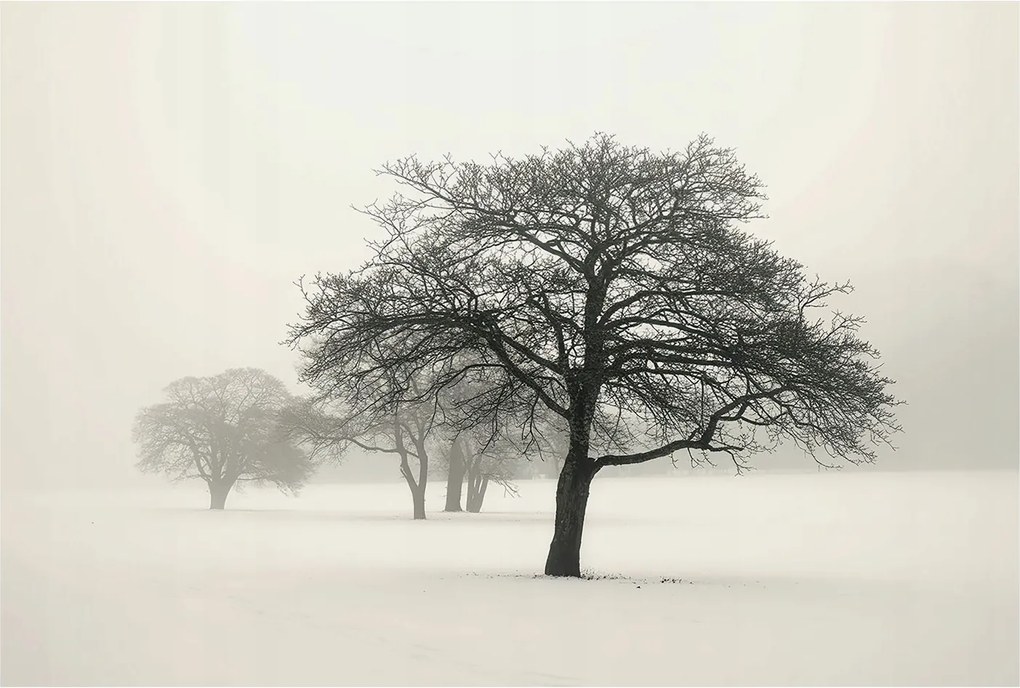 Dekoratív Fotótapéta Hálószobába Téli fák 104x70 Ragasztó