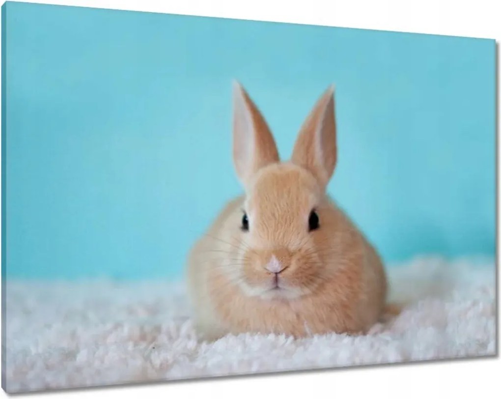 Vászonkép 100x70 Nyuszi