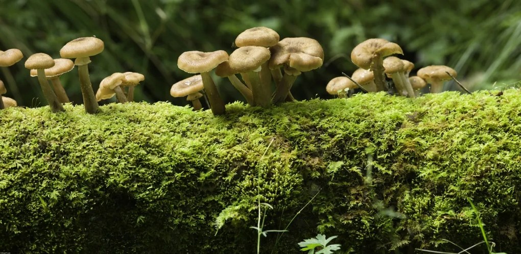 Poszter 91,3x44,5cm Gomba, Assaf Frank