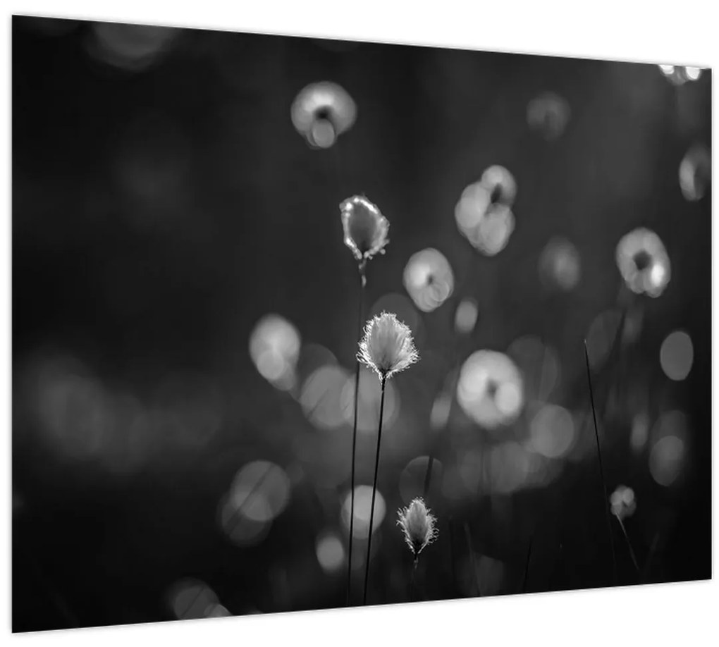 Kép - Pamutfű a réten (70x50 cm)