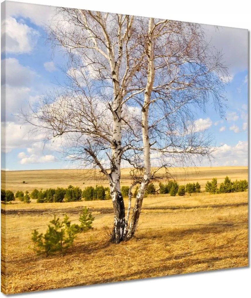 Vászonkép 50x50 Nyírfa a mezőn Tájkép