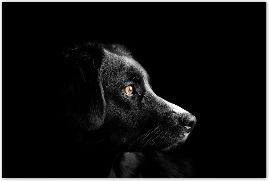 Poszterek 120x80 Négylábú barát