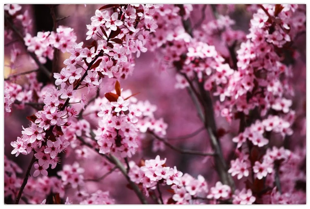 Kép - Rózsaszín sakura (90x60 cm)