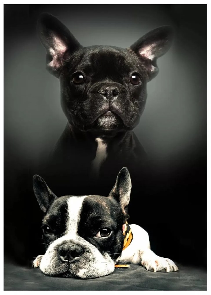 Kutyás Bulldog polár takaró 100x140cm