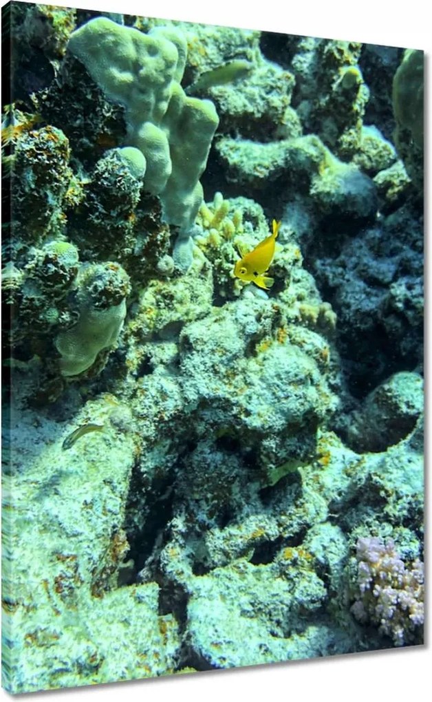 Vászonkép 50x70 Víz alatti világ a zátonyon