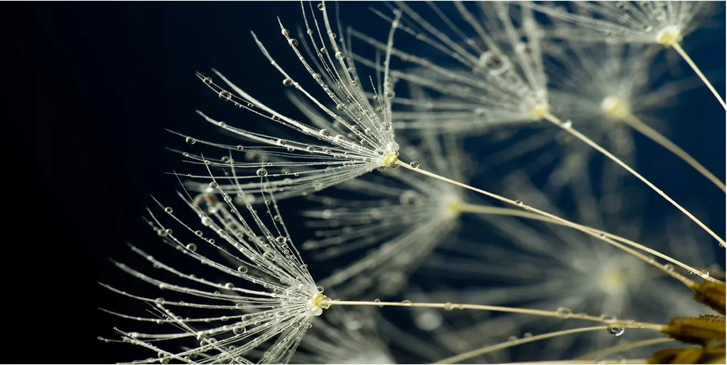 Fotó üvegkép Pitypang magok 140x70