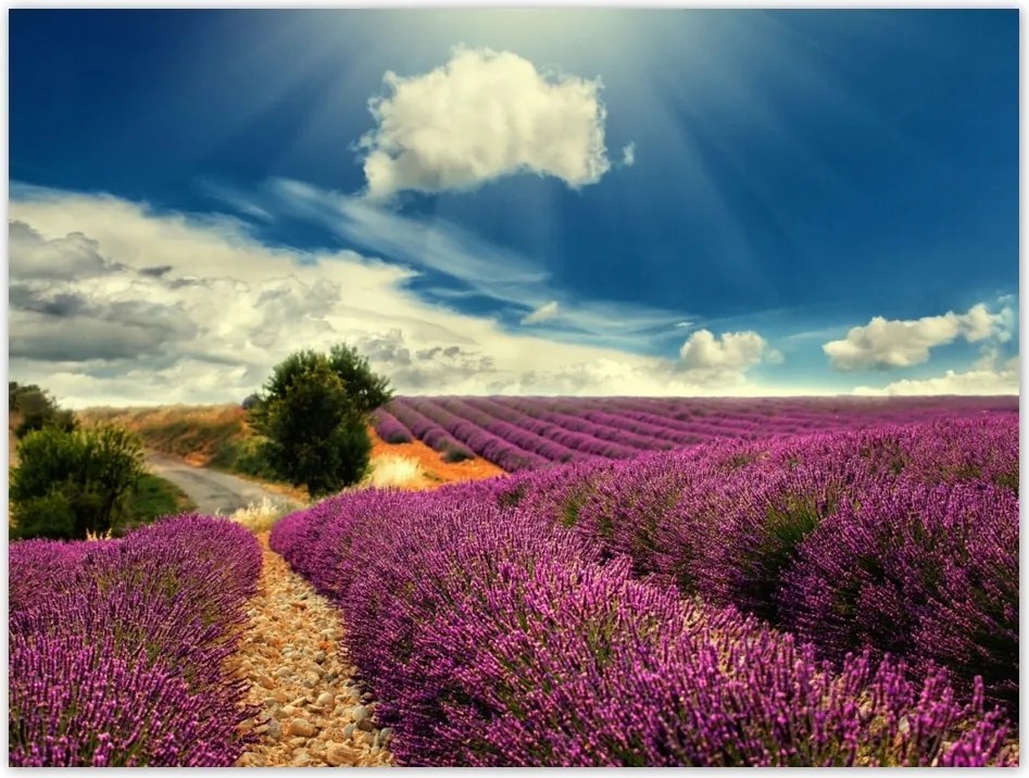Poszterek 40x30 Levendulamező