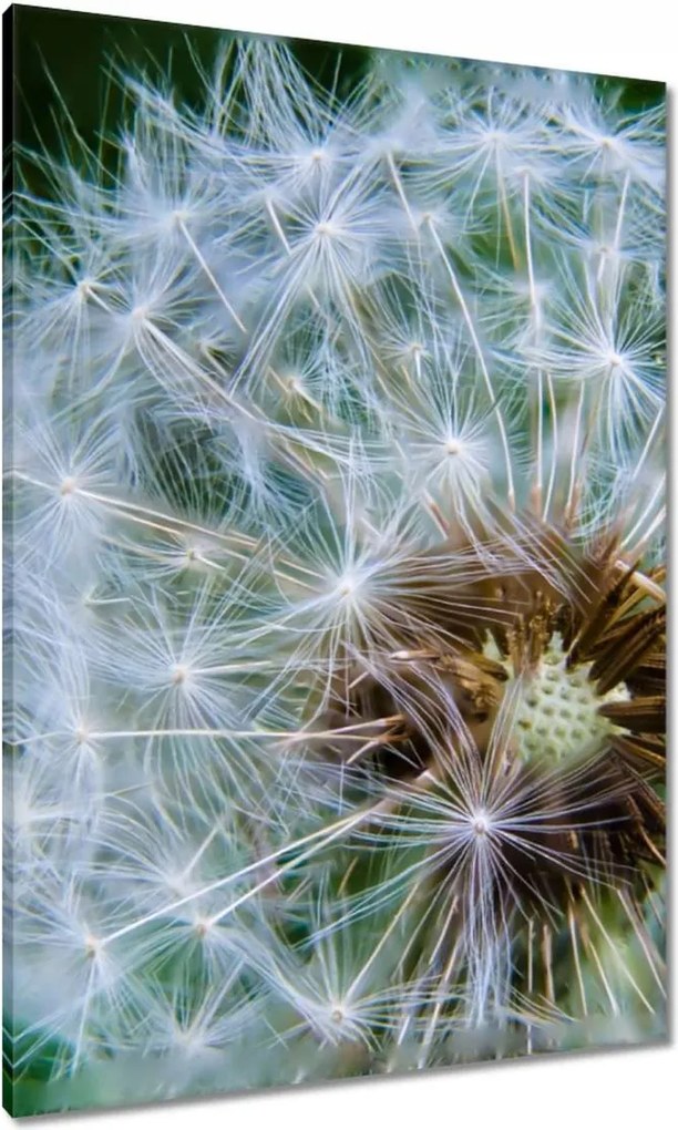 Vászonkép 70x100 Pitypang Virág Virágok