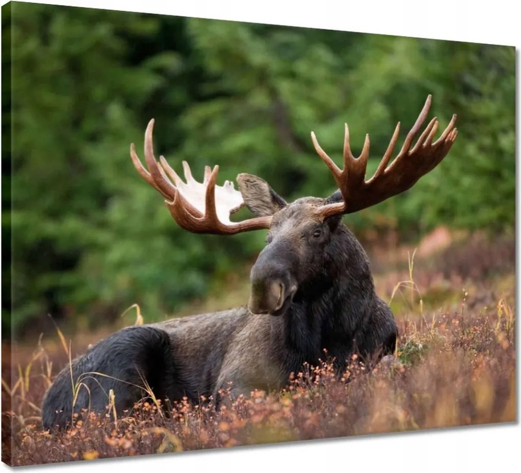 Vászonkép 50x40 Szarvas a csarnokban