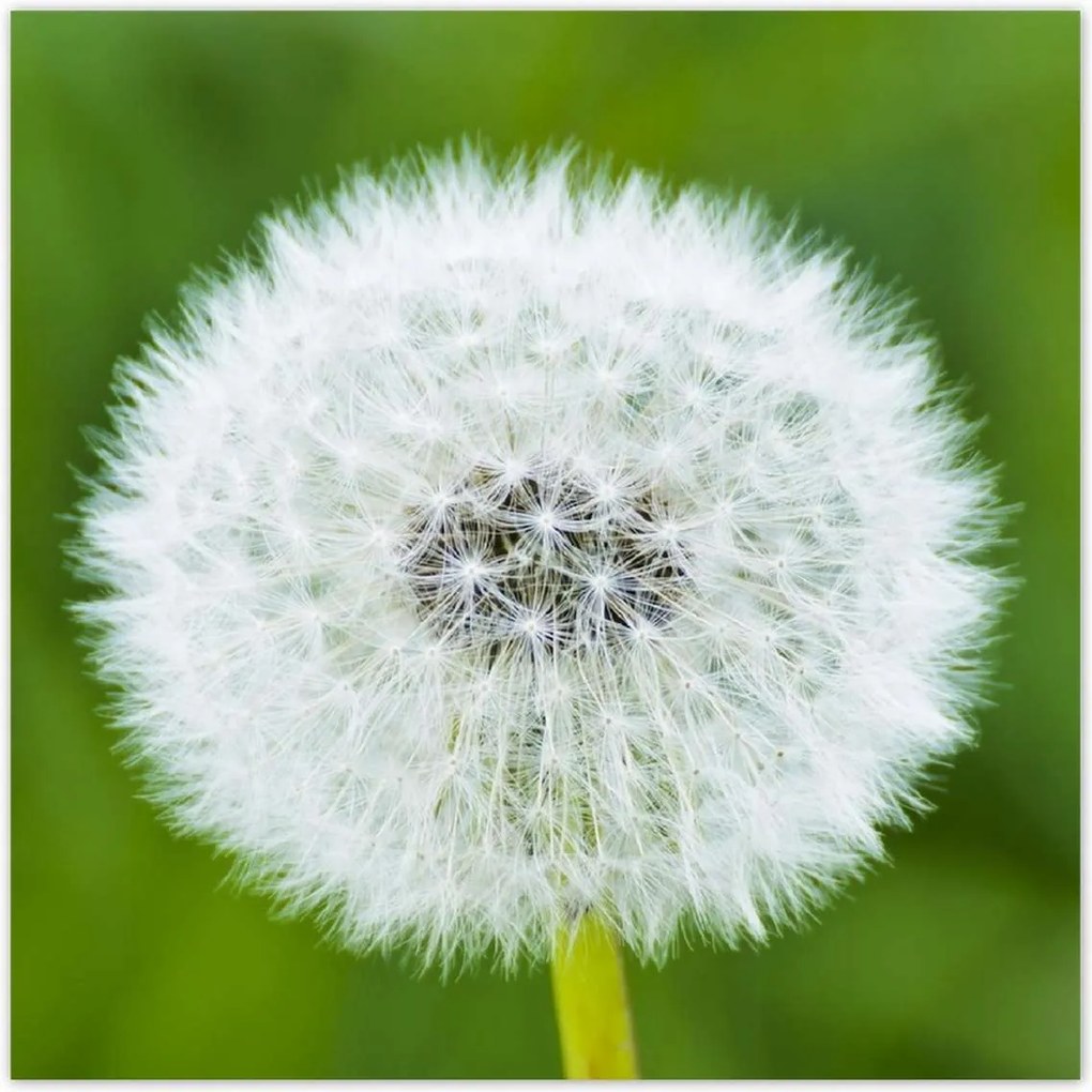 Poszterek 100x100 Pitypang Virág Virágok