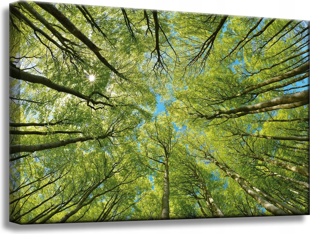 Vászonkép Levelek Fák Zöld Nap Ég 60x40 cm