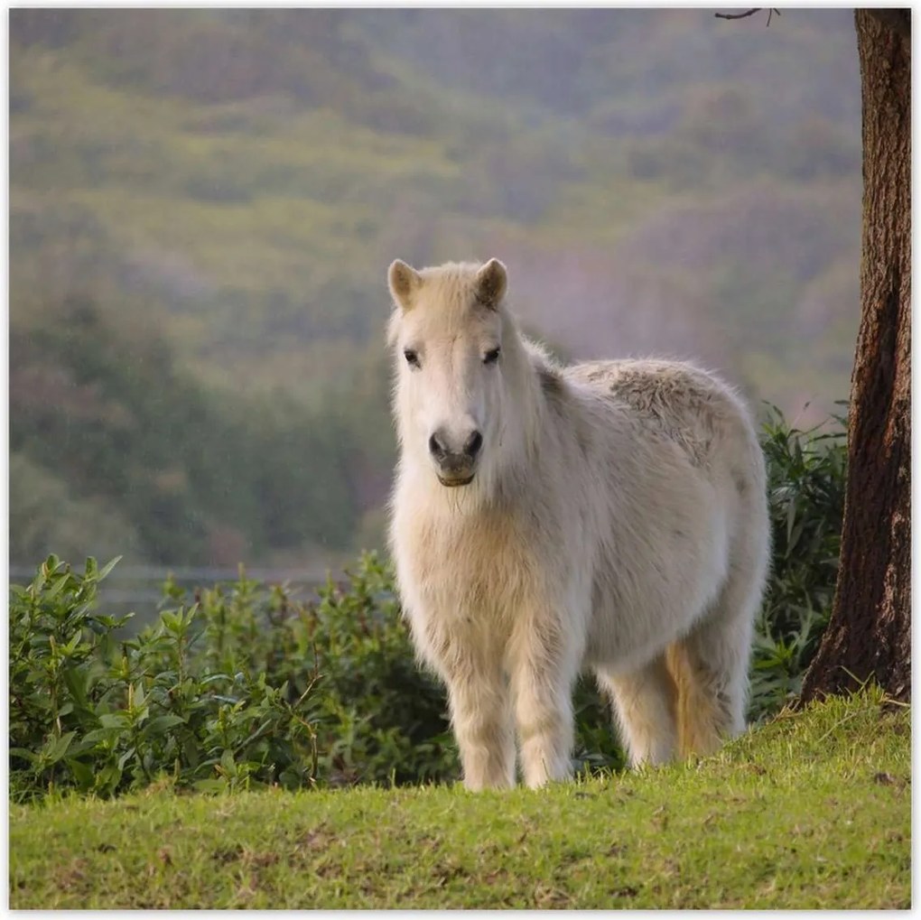 Poszterek 100x100 Ló Lovak Lovaglás