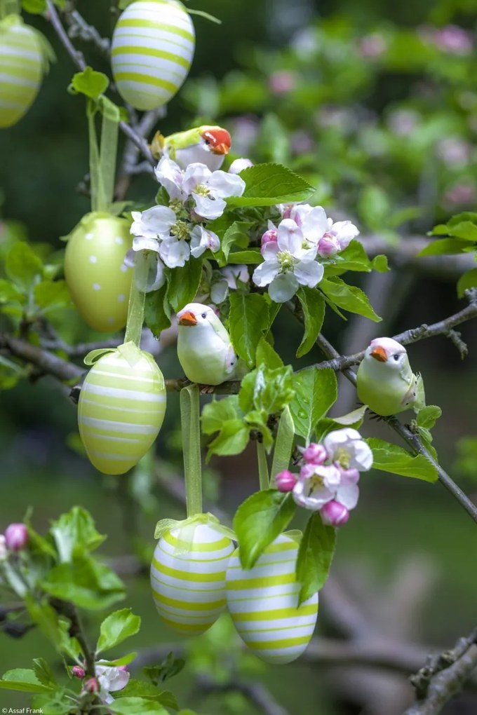 Poszter 20x30cm Húsvéti tojások lógnak az ágakon, Assaf Frank