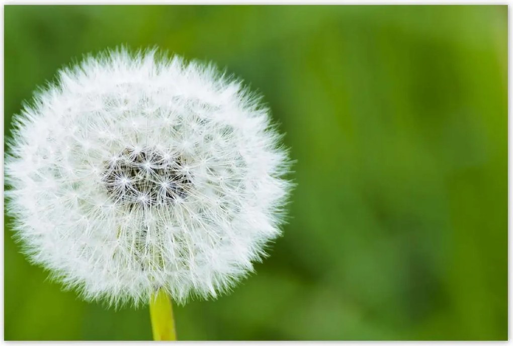 Poszterek 120x80 Pitypang Virág Virágok