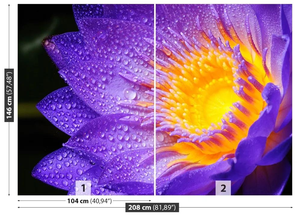 Fotótapéta Purple Lotus 104x70 cm