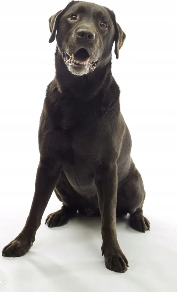 Poszter 50x100cm Barna labrador, fehér alapon, Assaf Frank