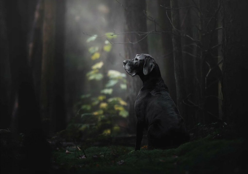 Fotótapéta erdő fotótapéta fekete kutya 208 x 146