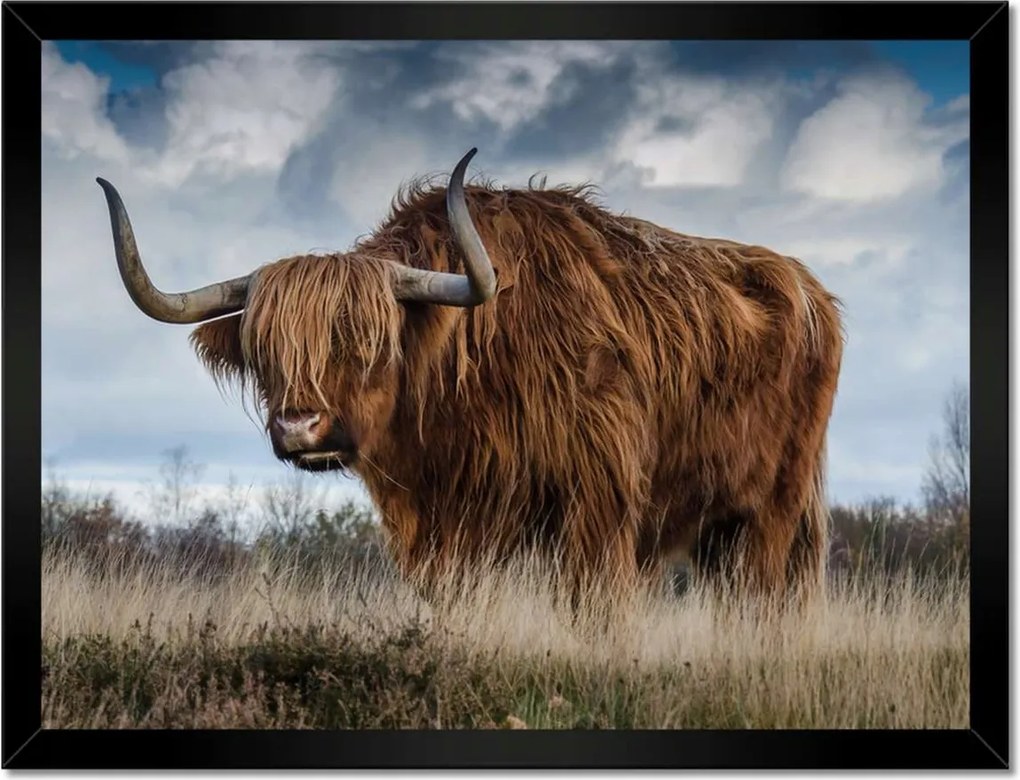 Poszterek keretben 40x30 Felvidéki tehén Szarvak