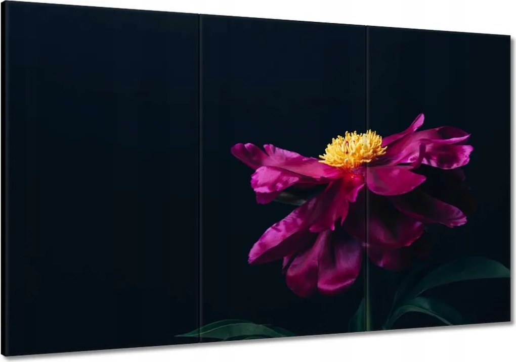 Vászonkép 120x80 Gyönyörű Rózsaszín Astra Virág