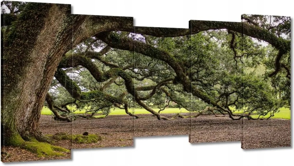 Vászonkép 150x80 Szétterülő tölgy