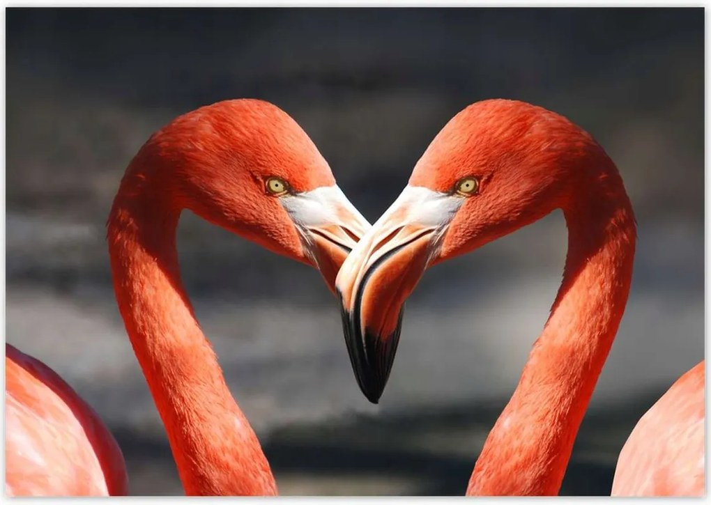 Poszterek 100x70 Szerelmes pelikánok