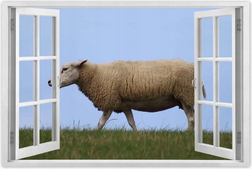 Poszterek 60x40 Juh legeltetés Bárányok