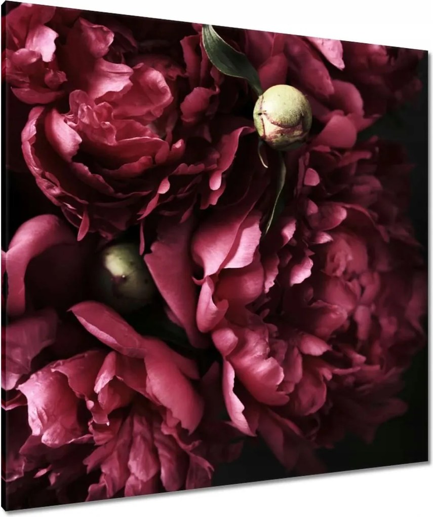 Vászonkép 90x90 Gyönyörű lila bazsarózsa