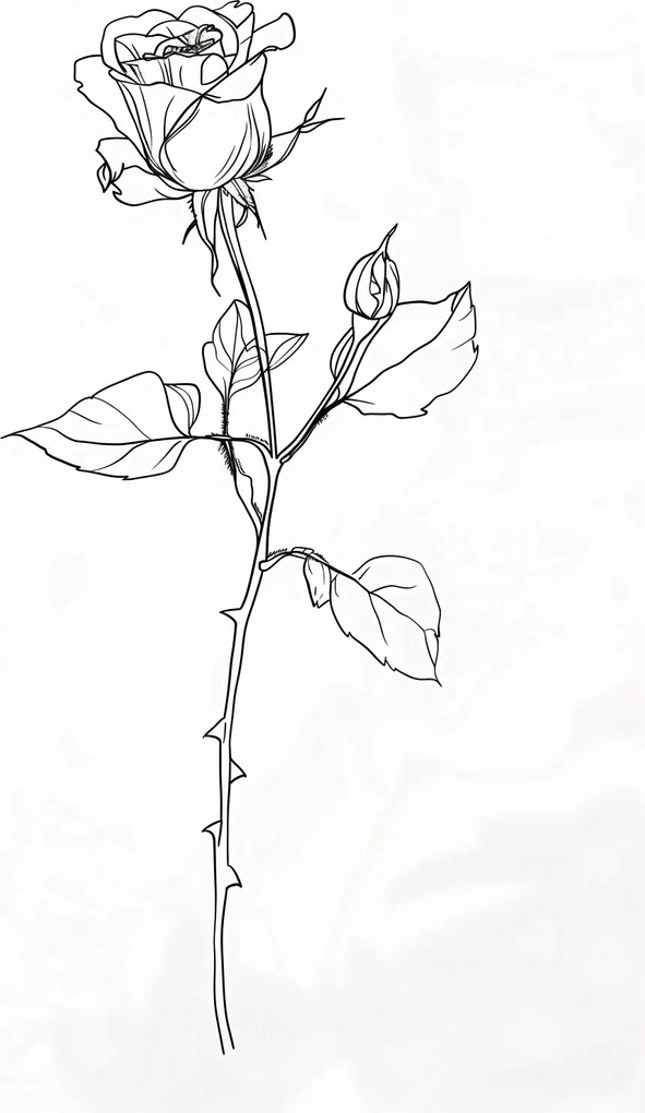 Poszter 40x60cm Rózsa kontúr