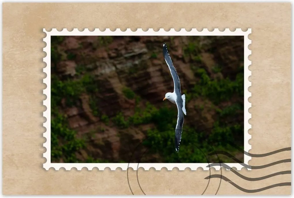 Poszterek 90x60 Madarak