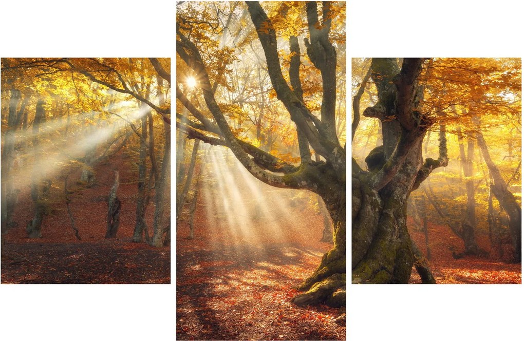 Kép - Őszi fény (90x60 cm)