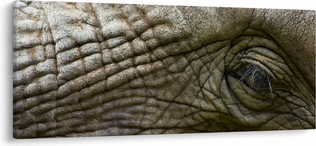 Kép - Közelkép az öreg elefánt szeméről (120x50 cm)