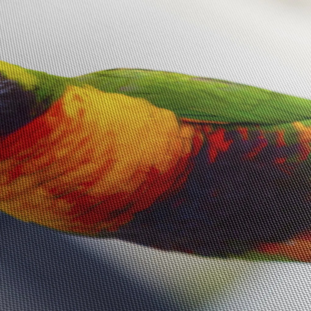Papagáj képe (90x60 cm)