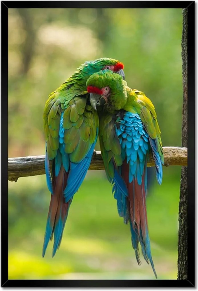 Poszterek keretben 40x60 Papagájok Madarak