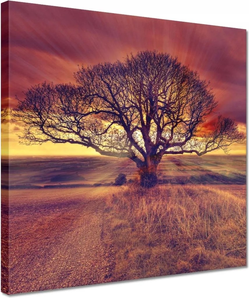 Festmények 30x30 Fa