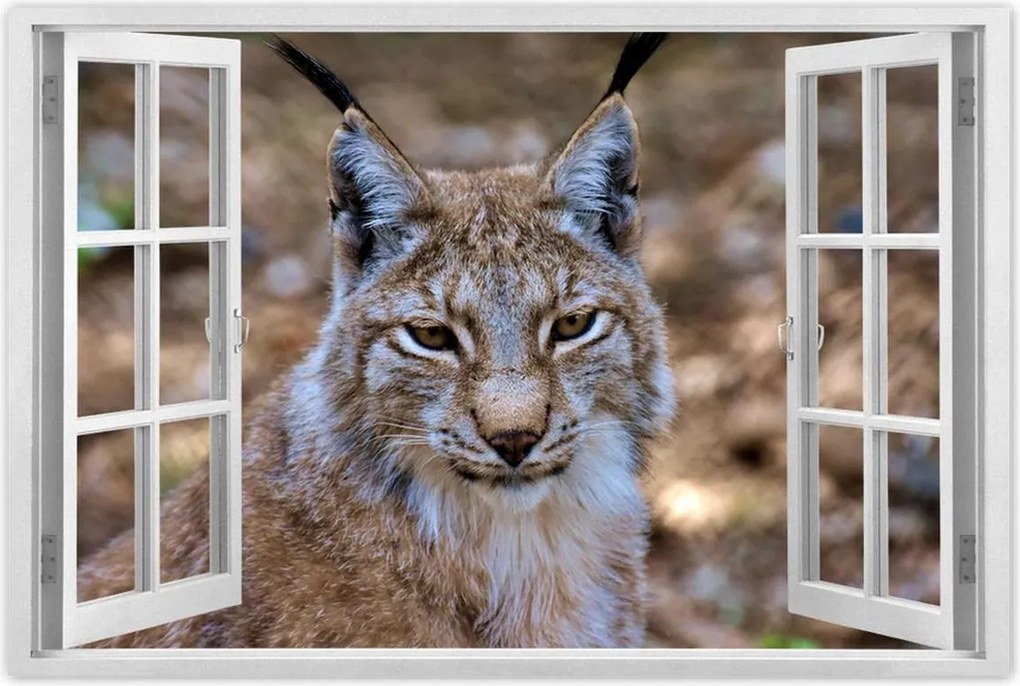 Poszterek 60x40 Hiúz közelről Vadmacska