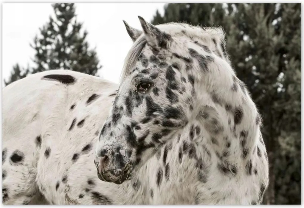 Poszterek 200x135 Almás ló