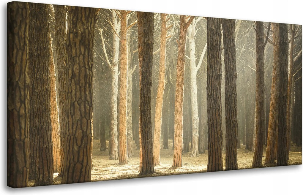 Vászonkép Fák Fény Természet Erdő 80x40 cm Ajándéknak is tökéletes