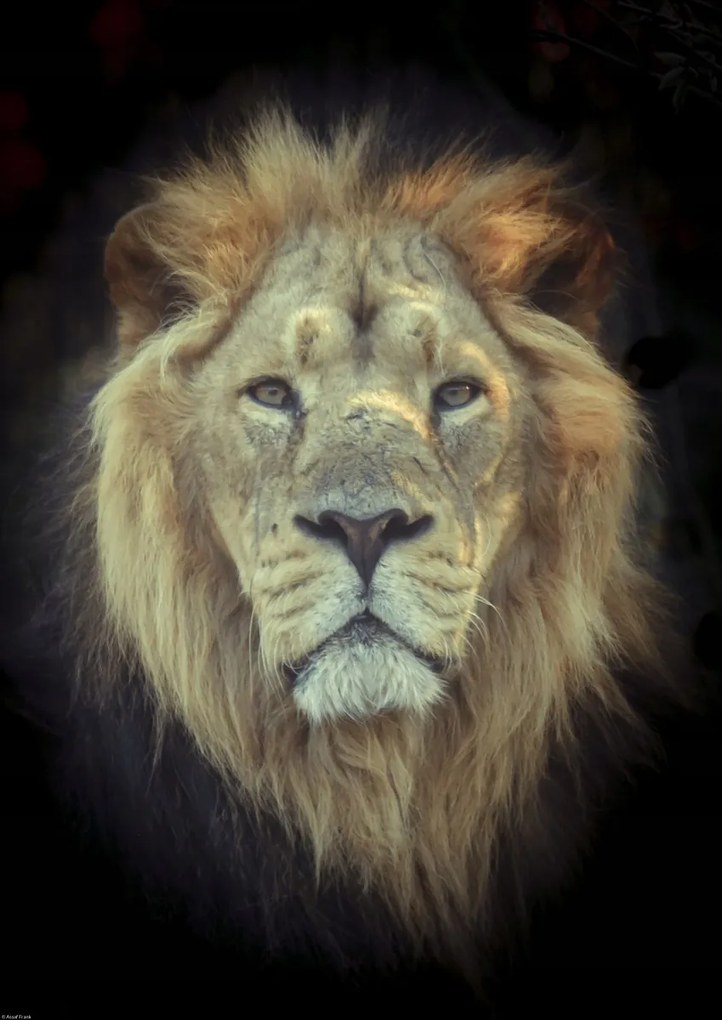 Poszter 42x59,4cm Oroszlánfej, Assaf Frank