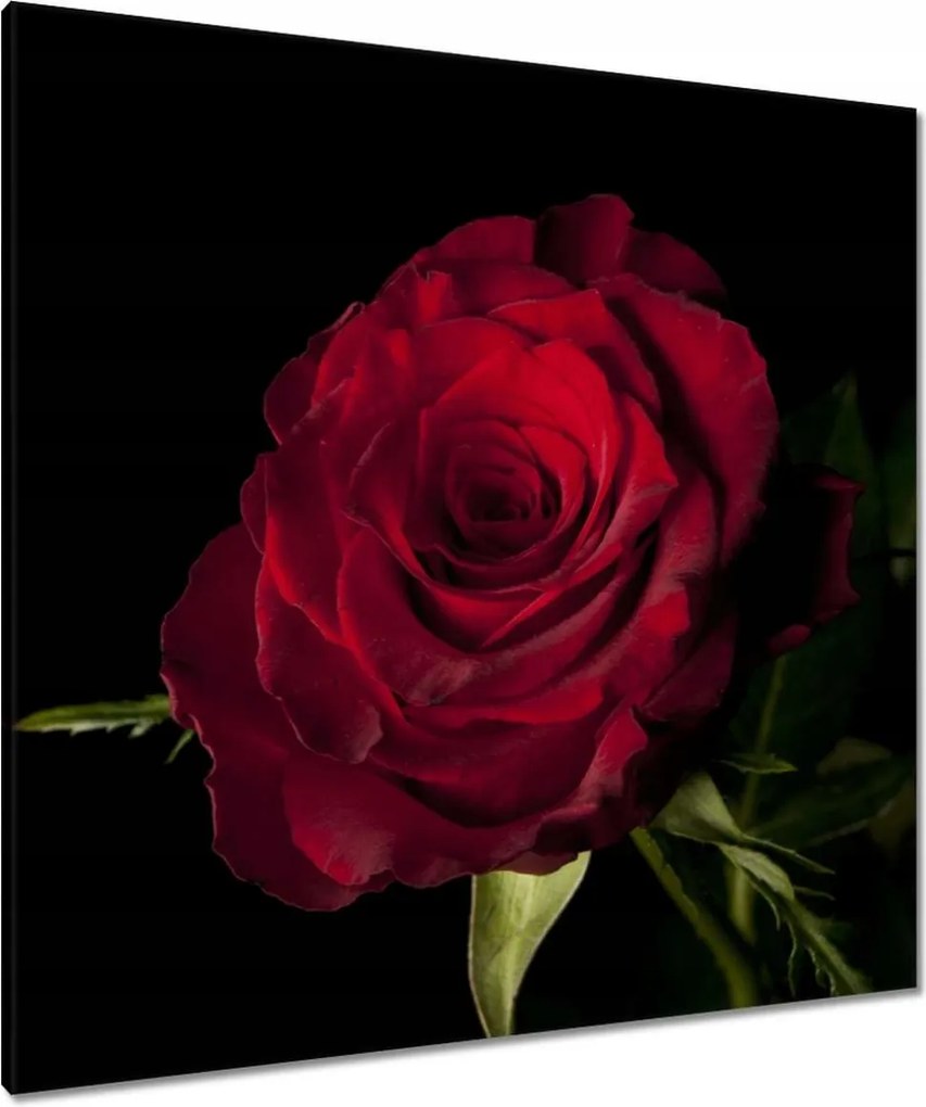 Vászonkép 90x90 Vörös rózsa