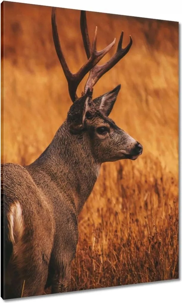 Vászonkép 70x100 Szarvas a természetben Vadászat