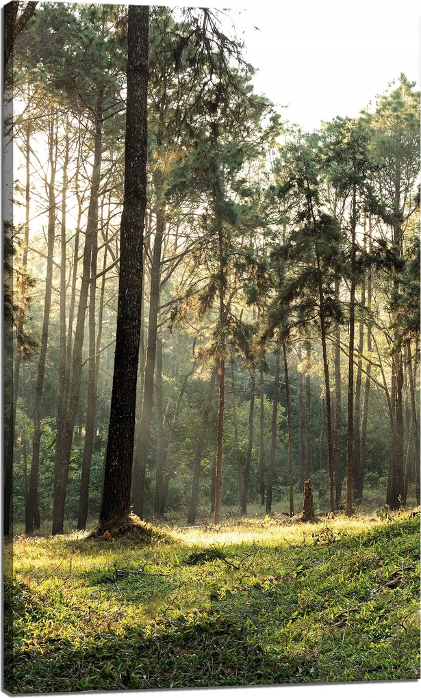 Vászonkép Erdő Fák Nap Természet 60x100 cm