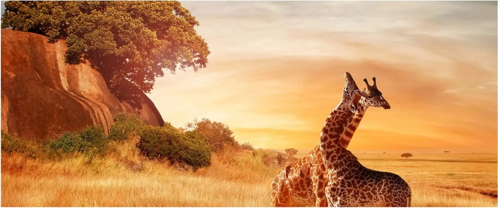 Kép - Zsiráfok Afrikában (120x50 cm)