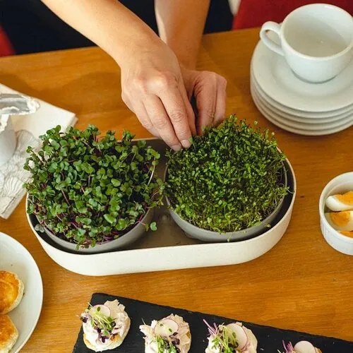Plastia Microgreens+Regrow Nagy Farm, elefántcsont kávézaccal