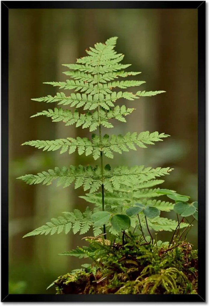 Poszterek keretben 40x60 Páfrány