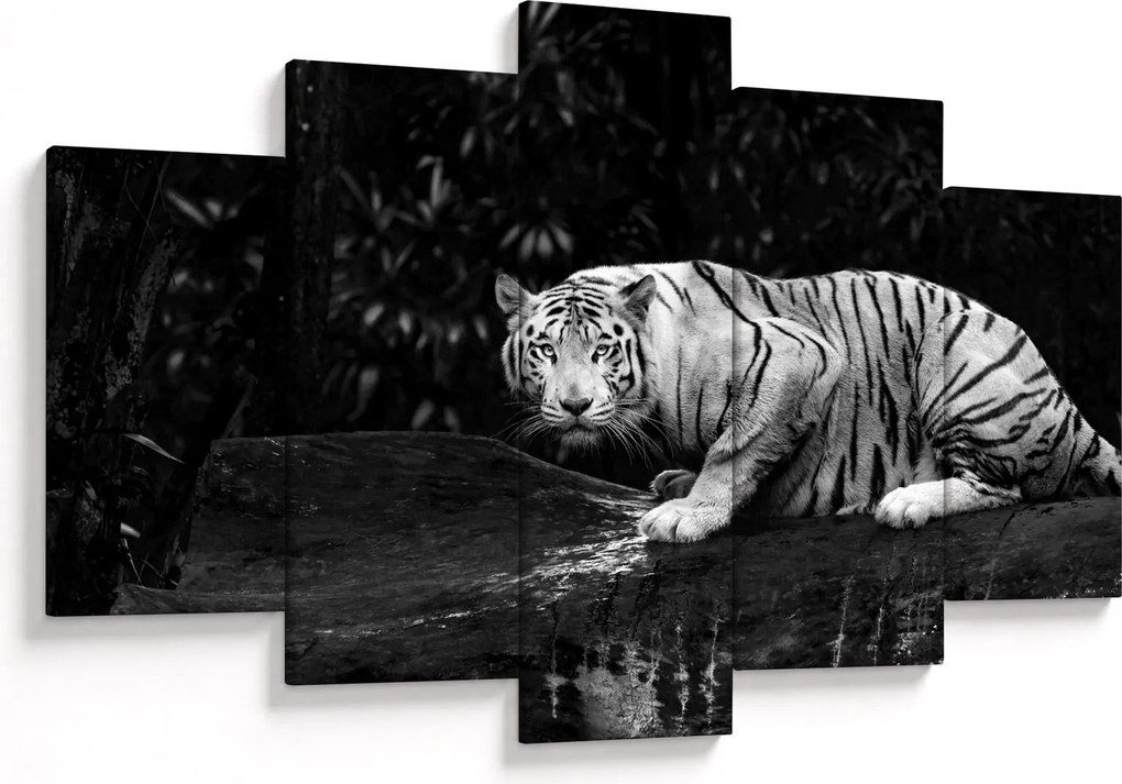 Kép - albínó tigris, fekete-fehér (150x105 cm)