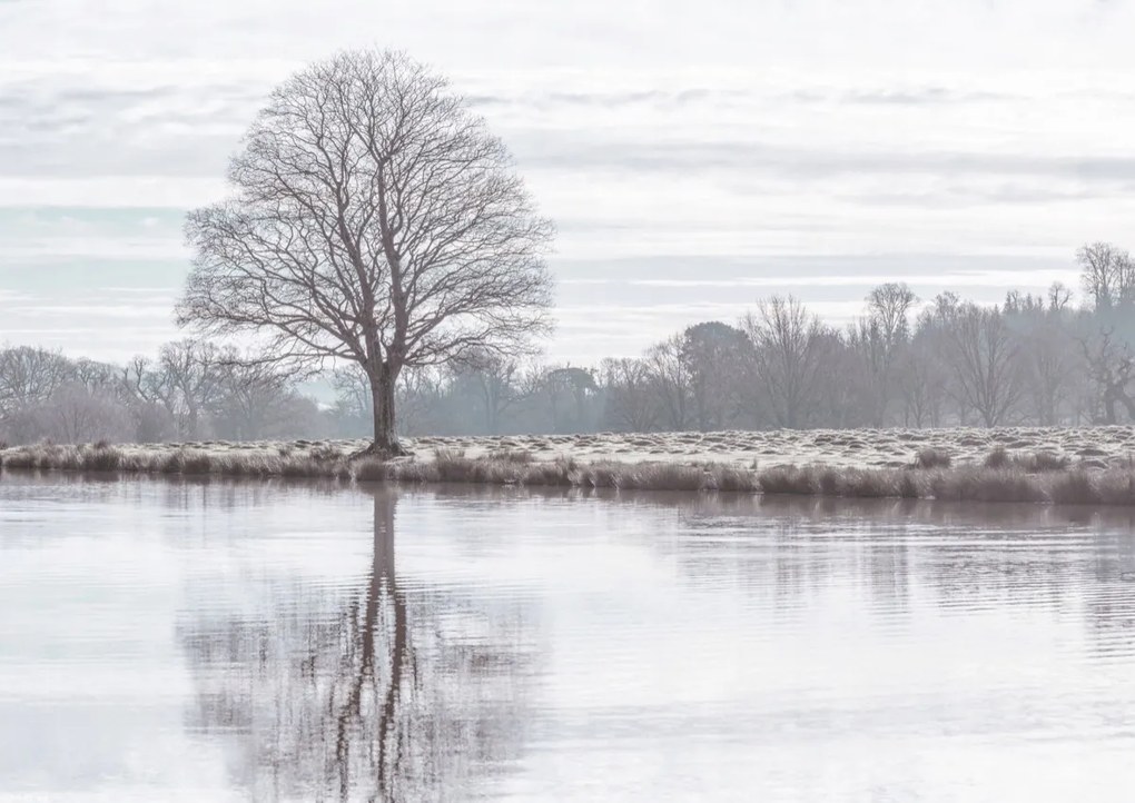 Poszter 42x29,7cm Fa tükröződése a tóban, Assaf Frank