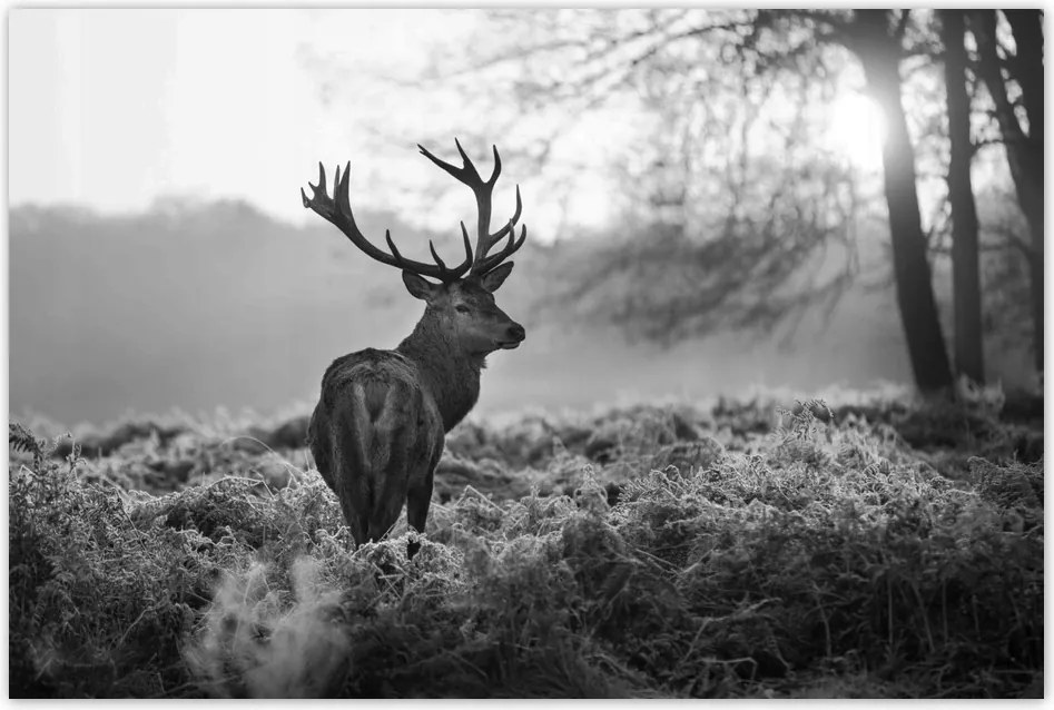 Poszterek 90x60 Szarvas a rikkancson