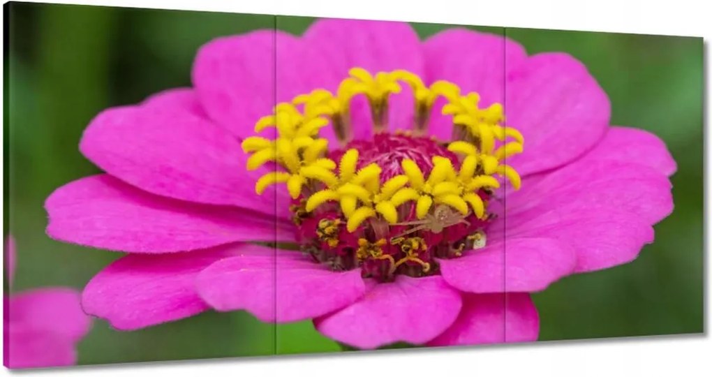 Vászonkép 180x90 Virágok