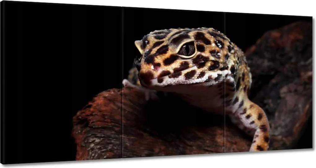 Vászonkép 180x90 Gekkó leopárd gyík
